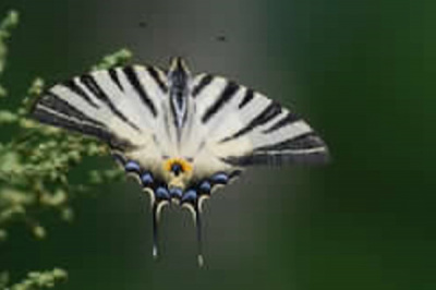 Lphiclides podalirius
