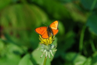 Lycaena dispar