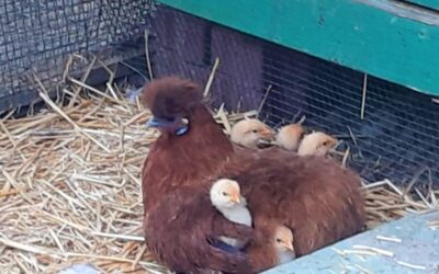 Gli avicoli della nostra terra