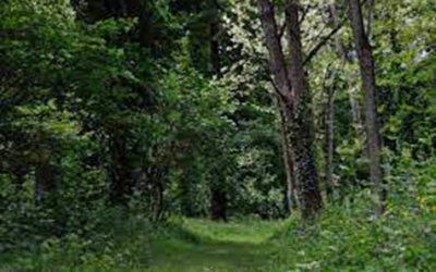 C´era una volta il bosco in pianura