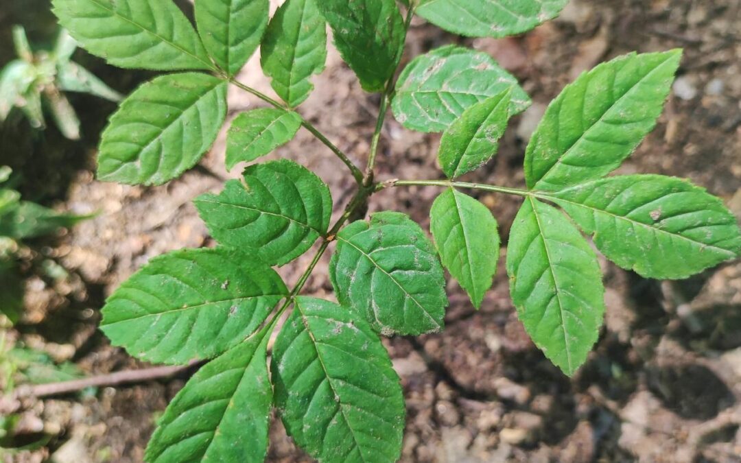 Facciamo conoscenza degli alberi