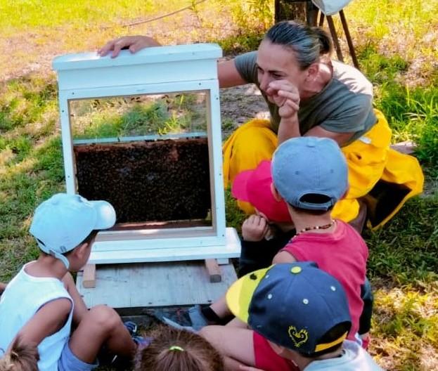 Le api, un superorganismo