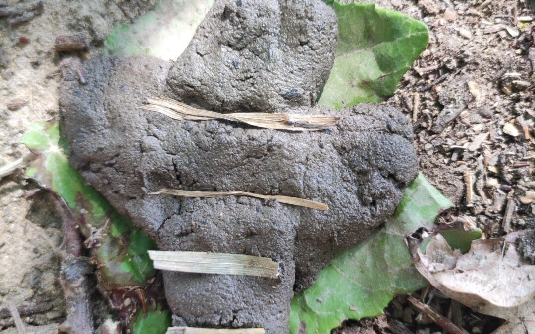 Colori e terra con arte