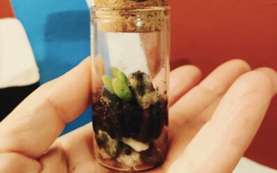 Costruiamo un ecosistema in bottiglia