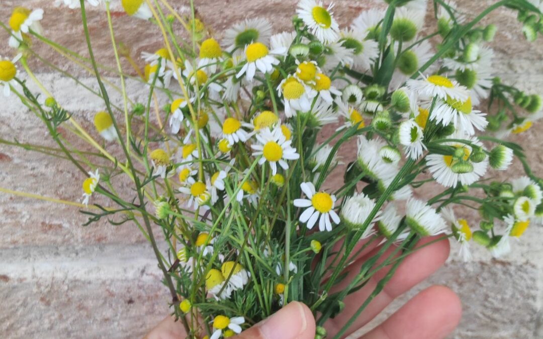 Passeggiando per le erbe spontanee