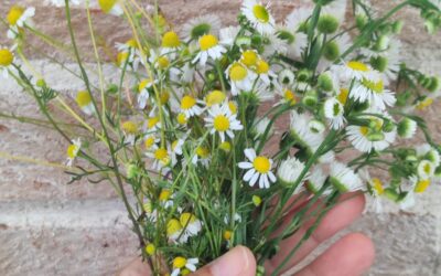 Passeggiando per le erbe spontanee