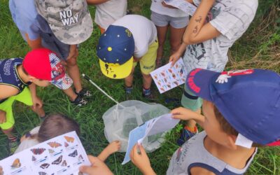 I nostri lepidotteri: “le farfalle”